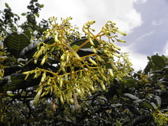 Palicourea lineariflora