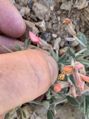 Acmispon neomexicanus