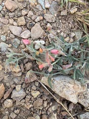 Acmispon neomexicanus