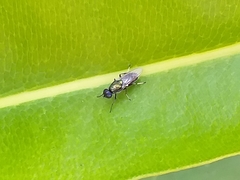 Prosopochrysa vitripennis