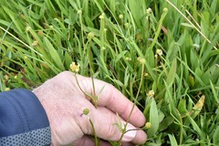 Ranunculus flammula filiformis