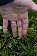 Ranunculus flammula filiformis