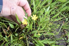 Ranunculus flammula filiformis
