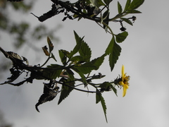 Bidens rubifolia