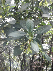 Palicourea lineariflora