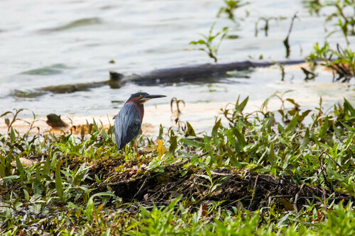 Green Heron photographed in Tennessee