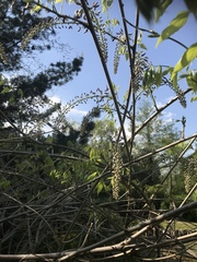Wisteria floribunda