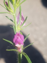 Misopates