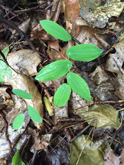 Uvularia perfoliata