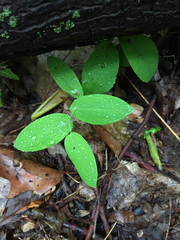 Uvularia perfoliata