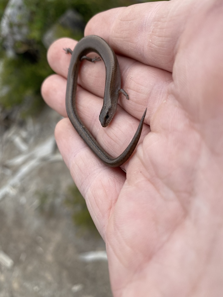 Lowlands Earless Skink from Flinders Chase National Park, Flinders ...