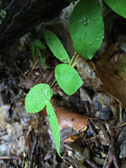 Uvularia perfoliata