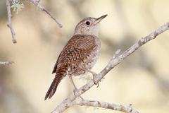 House Wren photo 3
