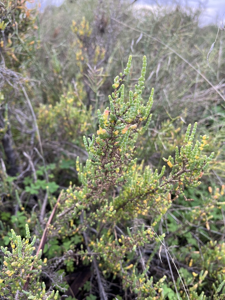 Shrubby Glasswort from City of Salisbury, Bolivar, SA, AU on May 27 ...