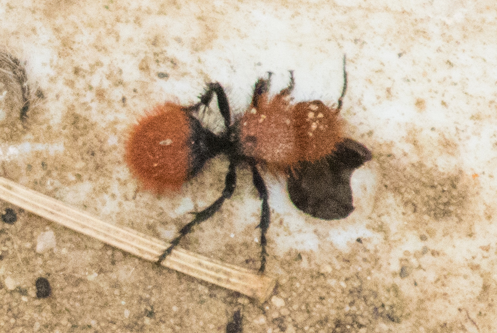Dasymutilla coccineohirta