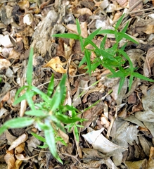 Carlowrightia parviflora