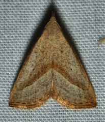 Macrochilo hypocritalis