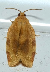 Choristoneura fractivittana