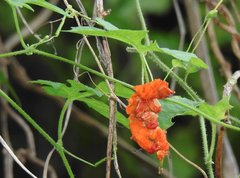 Momordica charantia abbreviata