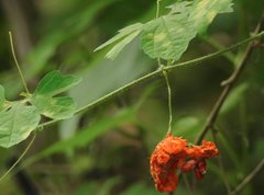 Momordica charantia abbreviata