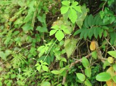 Momordica charantia abbreviata