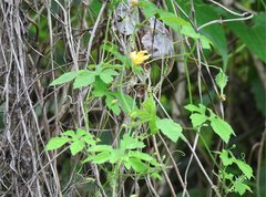 Momordica charantia abbreviata