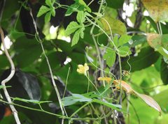 Momordica charantia abbreviata