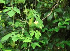 Momordica charantia abbreviata