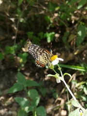 Chlosyne melitaeoides