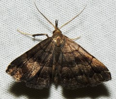 Phalaenostola larentioides