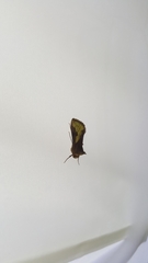 Thysanoplusia intermixta