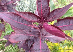 Iresine diffusa herbstii