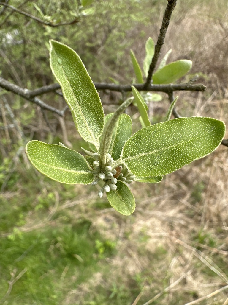 autumn olive from Defreest Dr, Troy, NY, US on April 29, 2024 at 0220