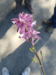 Delphinium purpusii