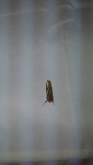 Thysanoplusia intermixta