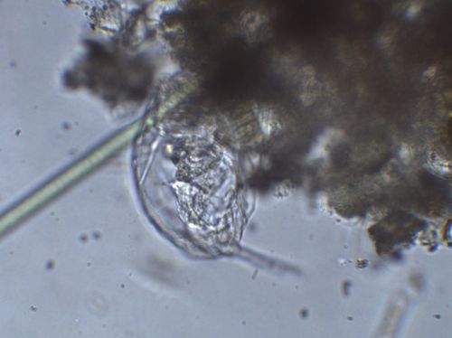 Rotifera