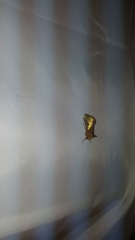 Thysanoplusia intermixta