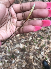 Magnolia acuminata