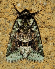 Lacinipolia explicata