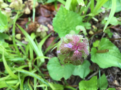 Lamium purpureum purpureum