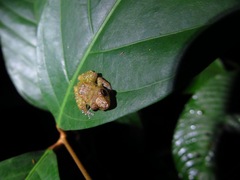 Diasporus diastema