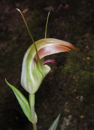 Waterfall Greenhood (Pterostylis pulchella)