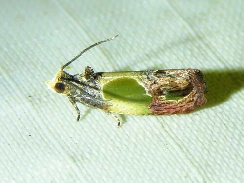 Sculptured Moth photo 5