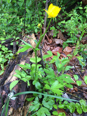 Ranunculus hispidus nitidus