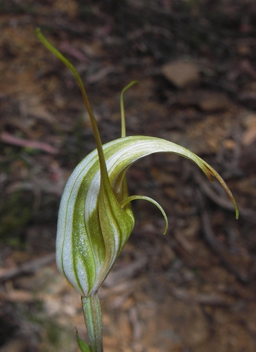 dainty greenhood (Pterostylis reflexa)