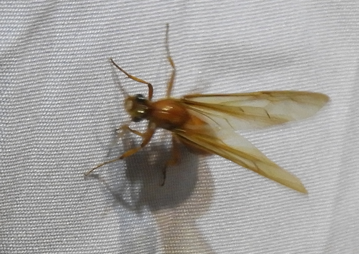 Dorylinae