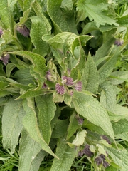 Symphytum officinale