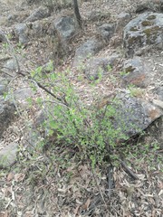 Forestiera phillyreoides