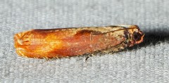 Episimus tyrius