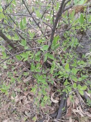 Forestiera phillyreoides